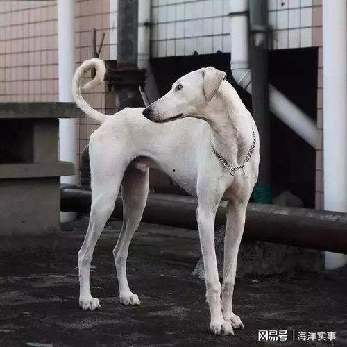 二郎神哮天犬图片